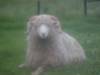 Father of all sheep?
(Klik om te vergroten) Father of all sheep?