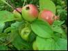 Wilde appels
(Klik om te vergroten) Wilde appels