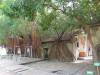 Treehouse
(Klik om te vergroten) Treehouse