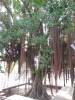 Baynan tree
(Klik om te vergroten) Baynan tree