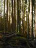 Very crowded forest
(Klik om te vergroten) Very crowded forest