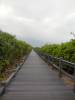 Fietspad in de duinen