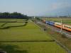 Rijstvelden met trein
(Klik om te vergroten) Rijstvelden met trein