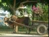 Bloemenwagen