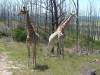 Twee Giraffen
