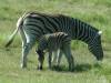 Zebra en jong
(Klik om te vergroten) Zebra en jong