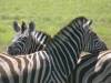 Two zebra's
