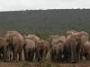 They are coming to drink
(Klik om te vergroten) They are coming to drink