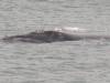 En ja een walvis
(Klik om te vergroten) En ja een walvis