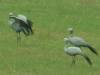 Kraanvogels?
(Klik om te vergroten) Kraanvogels?